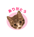 立ち耳スコ猫のきーくん（個別スタンプ：2）