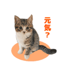 立ち耳スコ猫のきーくん（個別スタンプ：4）