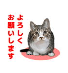 立ち耳スコ猫のきーくん（個別スタンプ：5）