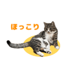 立ち耳スコ猫のきーくん（個別スタンプ：13）