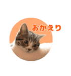 立ち耳スコ猫のきーくん（個別スタンプ：33）