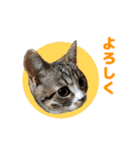 立ち耳スコ猫のきーくん（個別スタンプ：35）