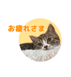 立ち耳スコ猫のきーくん（個別スタンプ：37）