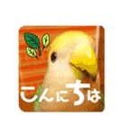 モミポ日和 2（個別スタンプ：1）
