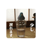 モミポ日和 2（個別スタンプ：11）