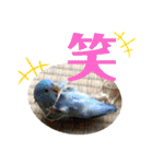 モミポ日和 2（個別スタンプ：17）