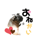 モミポ日和 2（個別スタンプ：31）