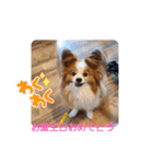 ぱぴぱぴパピヨン29（個別スタンプ：5）