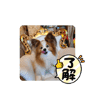 ぱぴぱぴパピヨン29（個別スタンプ：8）