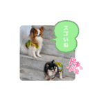 ぱぴぱぴパピヨン29（個別スタンプ：11）
