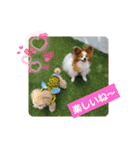 ぱぴぱぴパピヨン29（個別スタンプ：12）
