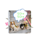 ぱぴぱぴパピヨン29（個別スタンプ：13）