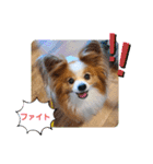 ぱぴぱぴパピヨン29（個別スタンプ：15）