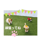 ぱぴぱぴパピヨン29（個別スタンプ：16）