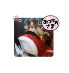 ぱぴぱぴパピヨン29（個別スタンプ：20）