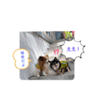 ぱぴぱぴパピヨン29（個別スタンプ：24）