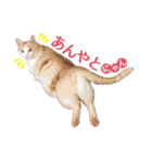 石川県民の猫スタンプ（個別スタンプ：1）