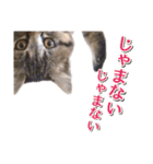 石川県民の猫スタンプ（個別スタンプ：2）