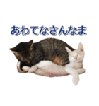 石川県民の猫スタンプ（個別スタンプ：3）