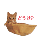 石川県民の猫スタンプ（個別スタンプ：4）