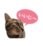 石川県民の猫スタンプ（個別スタンプ：5）