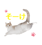 石川県民の猫スタンプ（個別スタンプ：6）