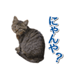 石川県民の猫スタンプ（個別スタンプ：7）