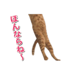 石川県民の猫スタンプ（個別スタンプ：9）