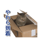 石川県民の猫スタンプ（個別スタンプ：12）