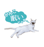 石川県民の猫スタンプ（個別スタンプ：13）