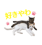 石川県民の猫スタンプ（個別スタンプ：15）