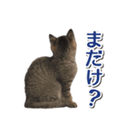 石川県民の猫スタンプ（個別スタンプ：16）