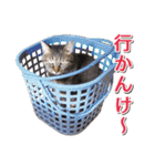 石川県民の猫スタンプ（個別スタンプ：17）