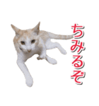 石川県民の猫スタンプ（個別スタンプ：18）