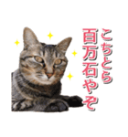 石川県民の猫スタンプ（個別スタンプ：19）