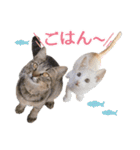 石川県民の猫スタンプ（個別スタンプ：20）