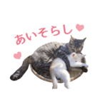 石川県民の猫スタンプ（個別スタンプ：21）