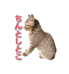 石川県民の猫スタンプ（個別スタンプ：22）