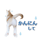 石川県民の猫スタンプ（個別スタンプ：23）