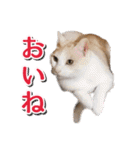 石川県民の猫スタンプ（個別スタンプ：24）