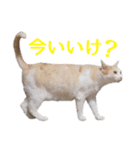 石川県民の猫スタンプ（個別スタンプ：25）