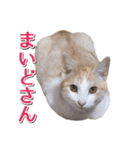 石川県民の猫スタンプ（個別スタンプ：26）