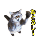 石川県民の猫スタンプ（個別スタンプ：27）