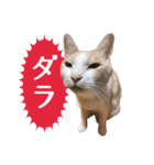 石川県民の猫スタンプ（個別スタンプ：28）
