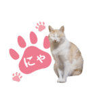 石川県民の猫スタンプ（個別スタンプ：30）