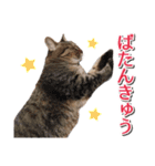 石川県民の猫スタンプ（個別スタンプ：31）