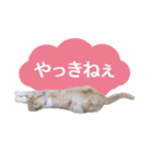 石川県民の猫スタンプ（個別スタンプ：32）
