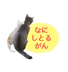 石川県民の猫スタンプ（個別スタンプ：33）