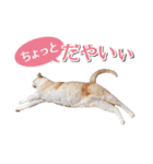石川県民の猫スタンプ（個別スタンプ：34）