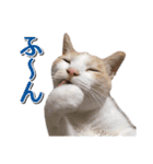 石川県民の猫スタンプ（個別スタンプ：36）